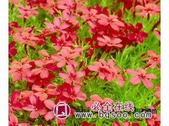 丛生福禄考图1