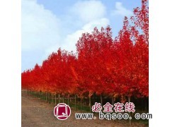 米径4公分美国红枫 沈阳美国红枫基地 东北红枫 喜奎红枫图1