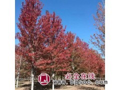 12公分美国红枫，秋火焰，十月光辉，喜奎红枫苗木基地欢迎订购图1