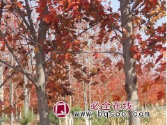东北美国红枫基地 沈阳美国红枫秋火焰系列 喜奎红枫大量现货供图1