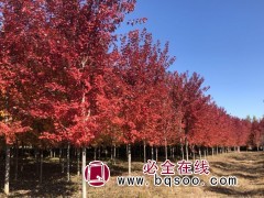 沈阳500亩红枫基地 喜奎红枫大量供精品红枫苗 秋火焰红枫树图1