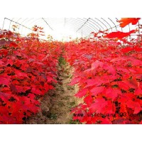 1000余亩红枫大量销售，喜奎红枫苗木种植专业合作社