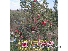 苹果苗 新平红苹果苗 新平红苹果苗繁育基地 富春苗木图1