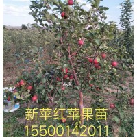 苹果苗 新平红苹果苗 新平红苹果苗繁育基地 富春苗木