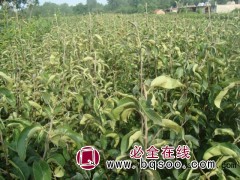 梨苗，苹果梨、金香水梨、富春苗木、龙园洋梨、红南果梨批发图1