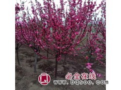 富春苗木 供应：榆叶梅，榆叶梅价格低廉，基地直销，欢迎选购！图1