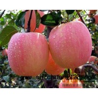 苹果苗：矮化寒富、新苹红、乔化k9、123、黄太平大量