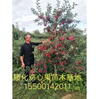 富春苗木_矮化鸡心果_鸡心果树苗圃直销_价格实惠_苹果苗