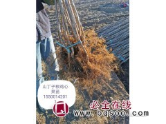 富春苗木直销_山丁子根鸡心果_鸡心果树苗供应_鸡心果苗大量图1