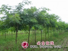 合欢图片_合欢价格 汇赢园林 合欢树价格表 山东合欢树基地图1