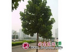 全冠大楸树米径15-25公分，莱芜市汇赢苗木合作社图1