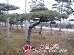 泰山松精品造型树供应 城市景观造景泰山松 汇赢园林泰山松图1