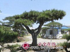 米径8造型松树培育基地 米径16大型古松批发价格 汇赢园林图1