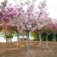 大樱花米径20公分以上1万株，莱芜市汇赢苗木合作社