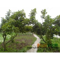 山东大柿子树米径30-50公分、莱芜市汇赢苗木合作社