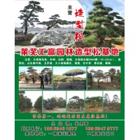 山东莱芜市汇赢园林供应大规格15-25cm白蜡3000棵