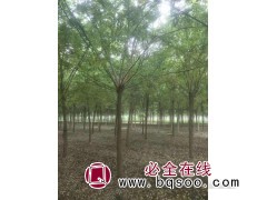 山东国槐基地，供应2-20公分国槐树，惠民特色苗木研发中心图1