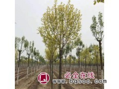 苗圃出售金叶白蜡 金枝白蜡、金叶国槐 规格齐全 特色苗木基地图1