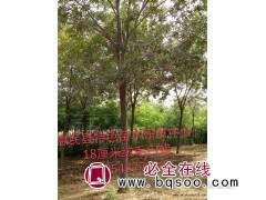 白蜡，18厘米绒毛白蜡，白蜡销售，山东白蜡价格表 特色苗木图1