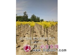 供应国槐，金叶国槐，山东国槐销售，国槐价格表图1
