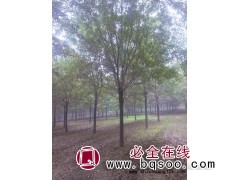 主杆2-20厘米白蜡，绒毛白腊、国槐，惠民特色苗木图1