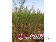 大量批发绿化植物柽柳 柽柳树苗 垂丝柳 西河柳小苗 柽柳价格图1