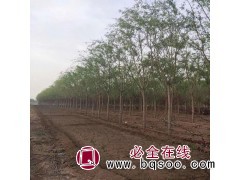 垂柳/金丝垂柳/青皮柳树图1