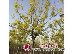 金叶白蜡图1