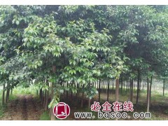 大叶女贞苗圃 江苏大叶女贞价格，江苏大叶女贞基地 笑笑园林图1