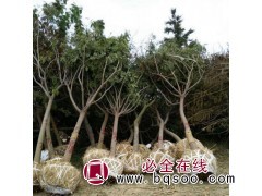 现有各种规格合欢 万方苗木 合欢树苗圃批发 常年供应合欢现货图1