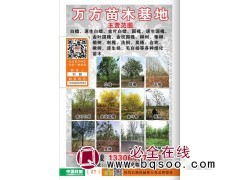 金叶白蜡 白蜡树 速生白蜡基地 白蜡行道树 山东万方苗木基地图1