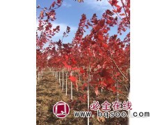 美国红枫秋火焰三年苗 美国红枫小苗基地 大连美国红枫基地图1