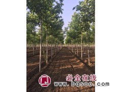 美国红枫秋火焰四年生苗价格 世纪园林景观工程专供美国红枫图1