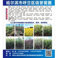 信誉苗圃大量供应绿化工程用苗，建圃小苗，草坪，各种草花