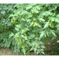 茶条槭价格，茶条槭图片，东北茶条槭供应 信誉苗圃基地