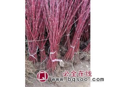 红瑞木小苗图1