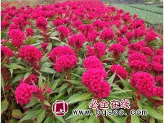 玫红色多头鸡冠花种子批发，鑫达莱园艺专供花卉种子图1