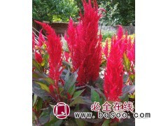 羽状鸡冠花红景种子批发，鸡冠花种子，红景鸡冠花种子 鑫达莱图1