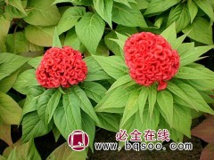鸿运当头头状鸡冠花种子，鸡冠花种苗种子经销，鸡冠花 鑫达莱图1