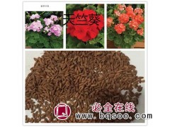 天竺葵种子 天竺葵种子批发价 内蒙天竺葵种子供应 鑫达莱园艺图1