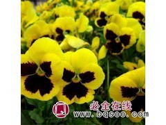 三色堇盆栽 赤峰营养杯三色堇 盆栽花坛绿化专用堇花 鑫达莱图1