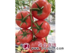 鑫达莱园艺批发抗病虫害番茄种子产量高 赤峰西红柿种子批发图1
