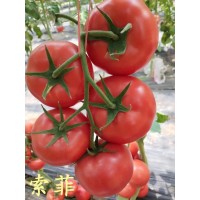 鑫达莱园艺批发抗病虫害番茄种子产量高 赤峰西红柿种子批发