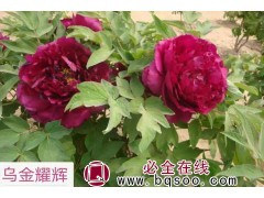 金鑫园林 精品牡丹 观赏牡丹 牡丹批发 观赏牡丹花系列齐全图1