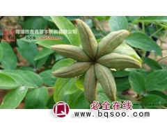 【油用牡丹】苗龄11其它苗木价格_菏泽金鑫园林绿化有限公司图1
