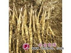 ​油用牡丹种苗价格 菏泽牡丹种苗 油用牡丹 金鑫园林 牡丹苗图1