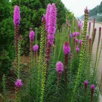 宛鑫园林 鞍山蛇鞭菊苗  蛇鞭菊供应基地 蛇鞭菊杯苗批发商