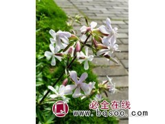 肥皂草/石碱花图1