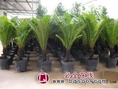 唐山营养钵|唐山营养钵厂家|唐山营养钵批发 金盾塑料图1
