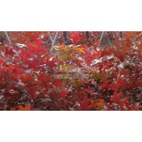 北美红栎-铁橡栎 青岛红枫枫红园林专业繁育美国红枫 铁橡栎